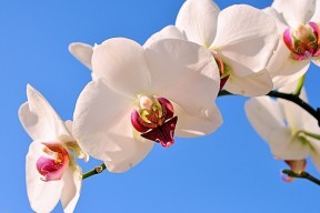 世界体操单项赛赛场评分细节公开解读文章发布，世界体操锦标赛冠军